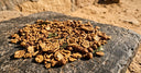 Sharp, Spirited Heat from Bikaner